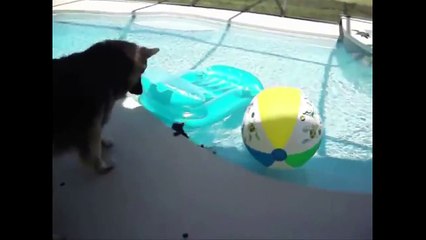 Really funny cat fails videos - That Make you Laugh And Cry 2017 - Funny Kids Vines Compilation