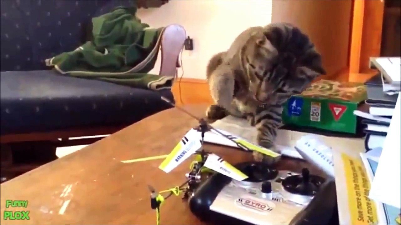 funny cat video - funny cats compilation 2016 - best funny cat videos ever