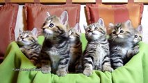 Funny Cats Compilation 2015 Funny Cats videos Funny Cat Funny Cats Compilation 2015 Animals