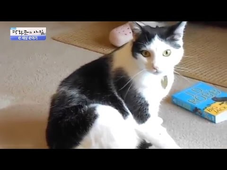 매력적인 동물들의 이야기! 앞구르기 하는 고양이?! [광화문의 아침] 292회 201...
