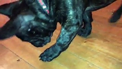 French Bulldog Can’t Seem To Get Rid Of A Giant Ant, So He Resorts To One Last Tactic