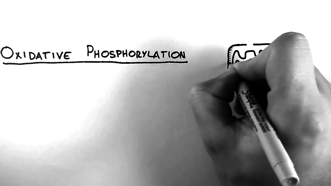 Cellular Respiration 5 - Oxidative Phosphorylation