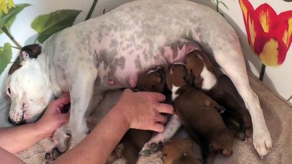 17ème Vidéo La Maman et ses P'tits Oeufs de la 28ème portée de Staffordland