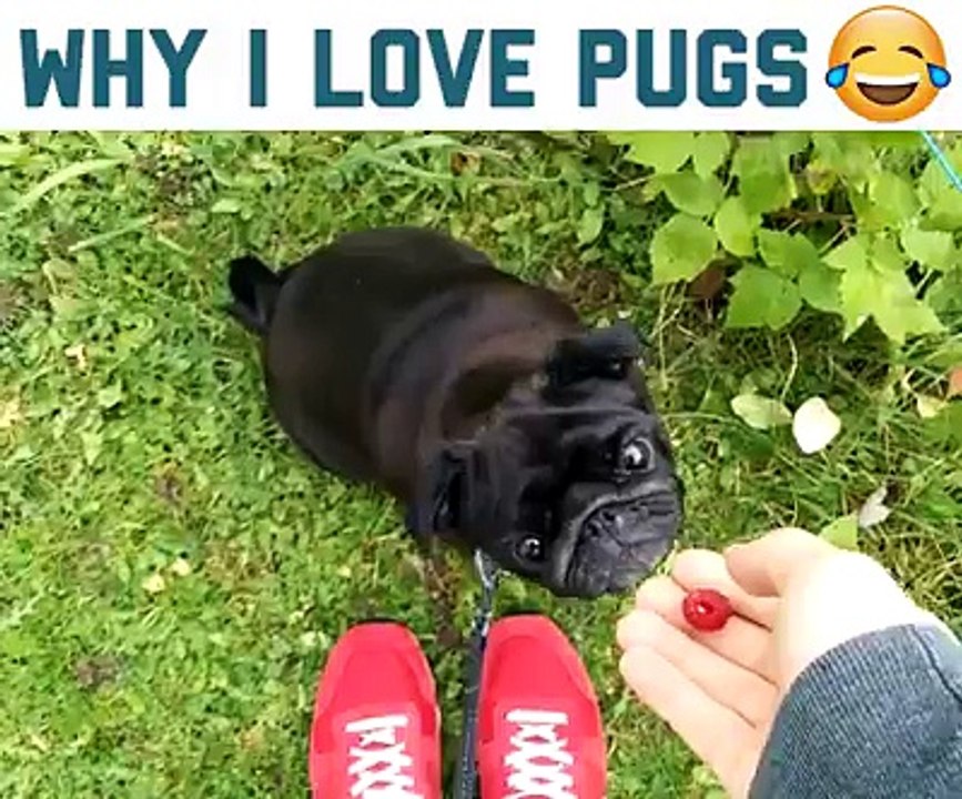 why I Love Pugs
