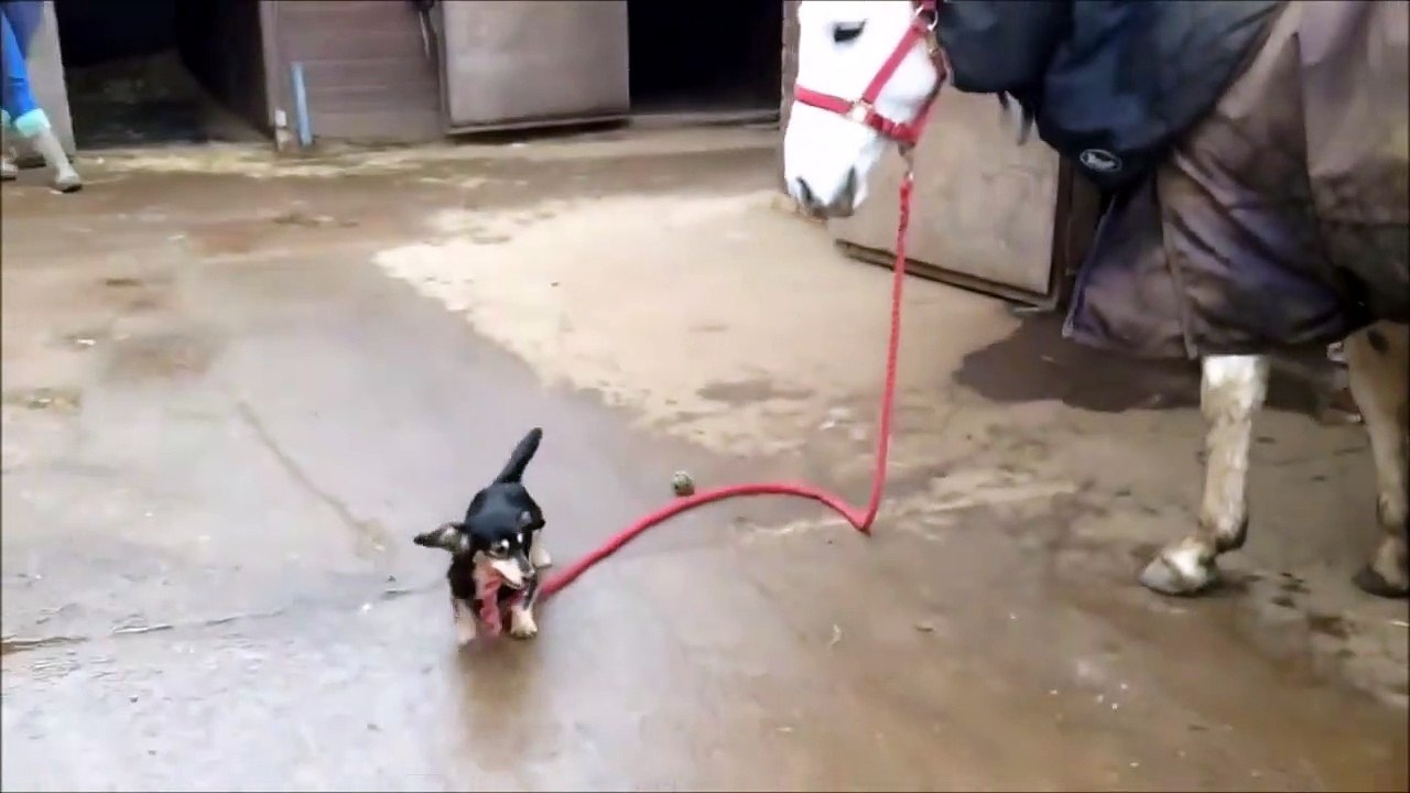 Quand un chien et un cheval partent se promener ensemble