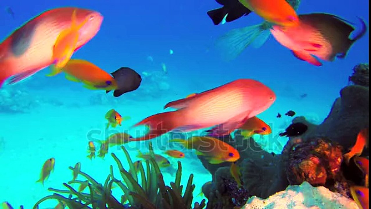 colorful fish on coral reef, Red sea
