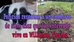 Policías rescatan a un cachorro de siete días que fue enterrado vivo en Williston, Florida
