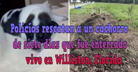 Policías rescatan a un cachorro de siete días que fue enterrado vivo en Williston, Florida