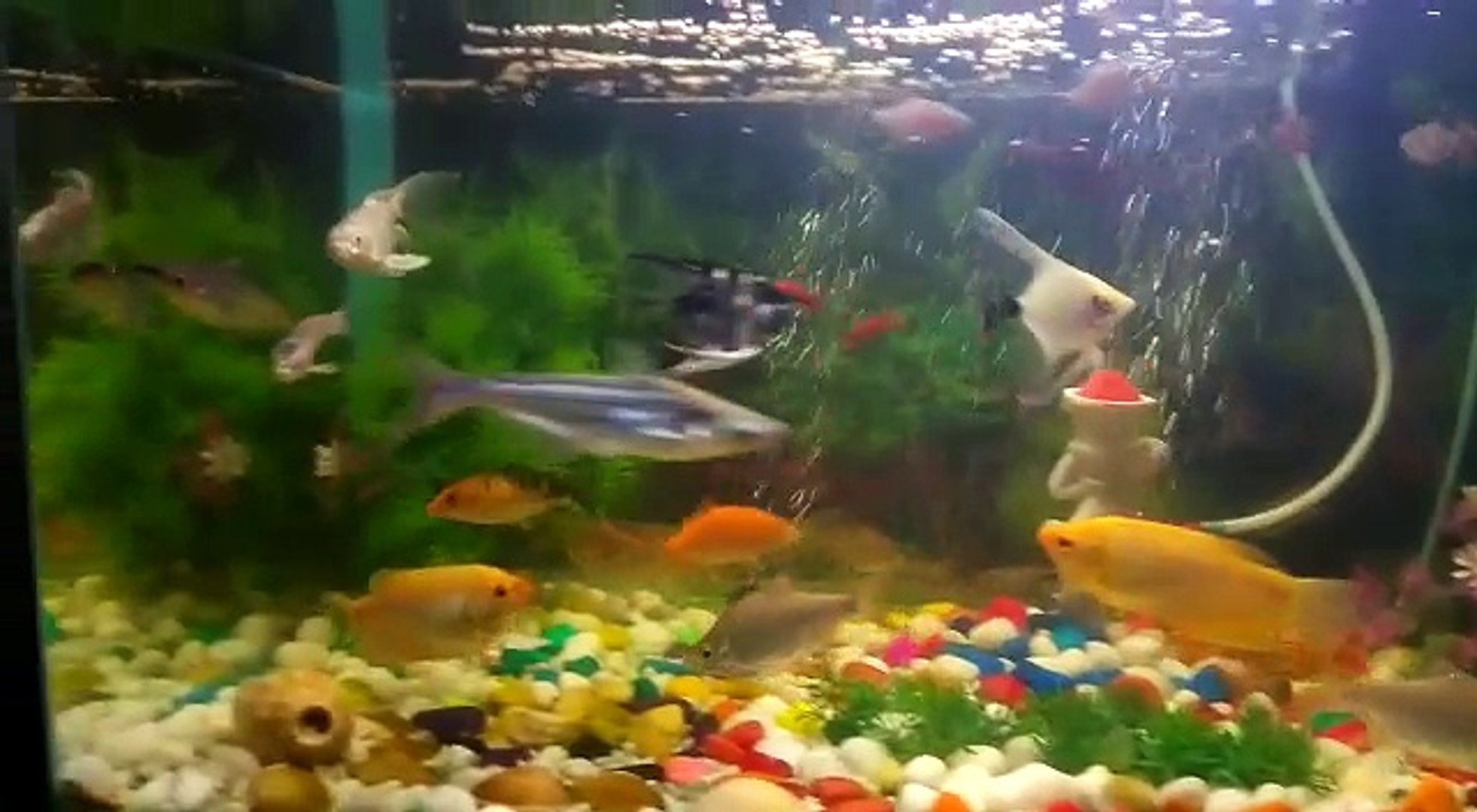 aquarium fish
