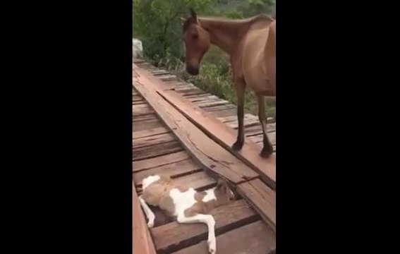 Man Rescues Young Horse from Bridge
