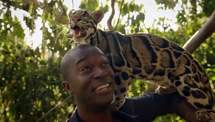 Big Cats An Amazing Animal Family S1E1