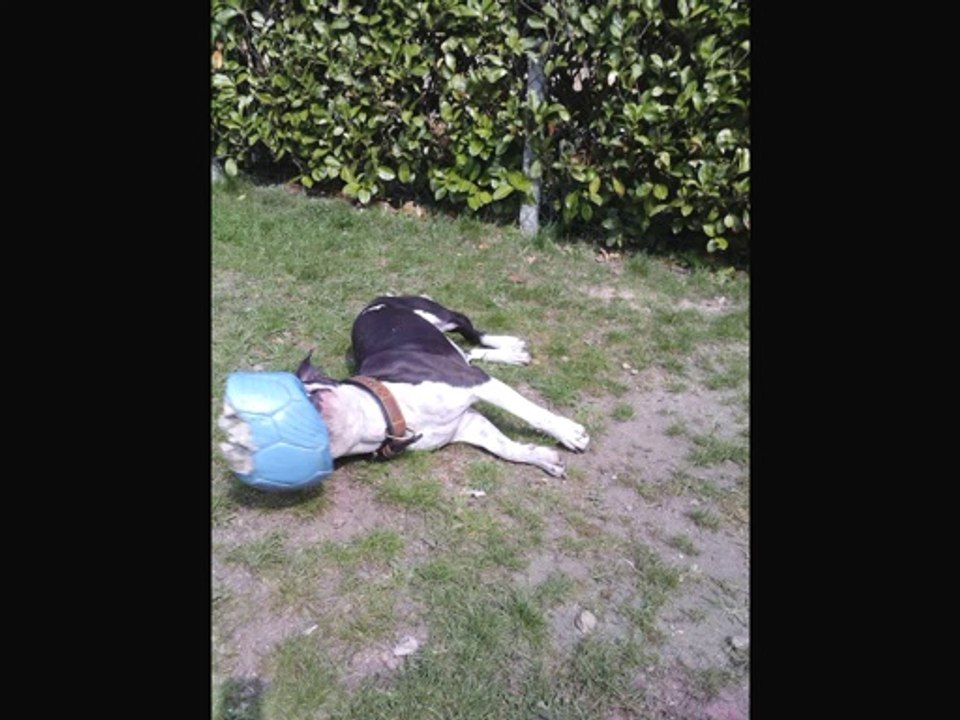 Tu me manque  ma belle repose en paix