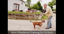 Pit Bull Obedience Training