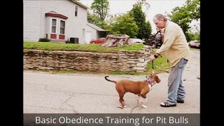 Basic Pitbull Obedience Training