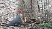 Woody Woodpecker - Pileated Woodpecker