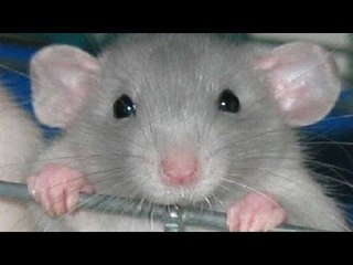 Ten day old dies after bitten by rats in ICU