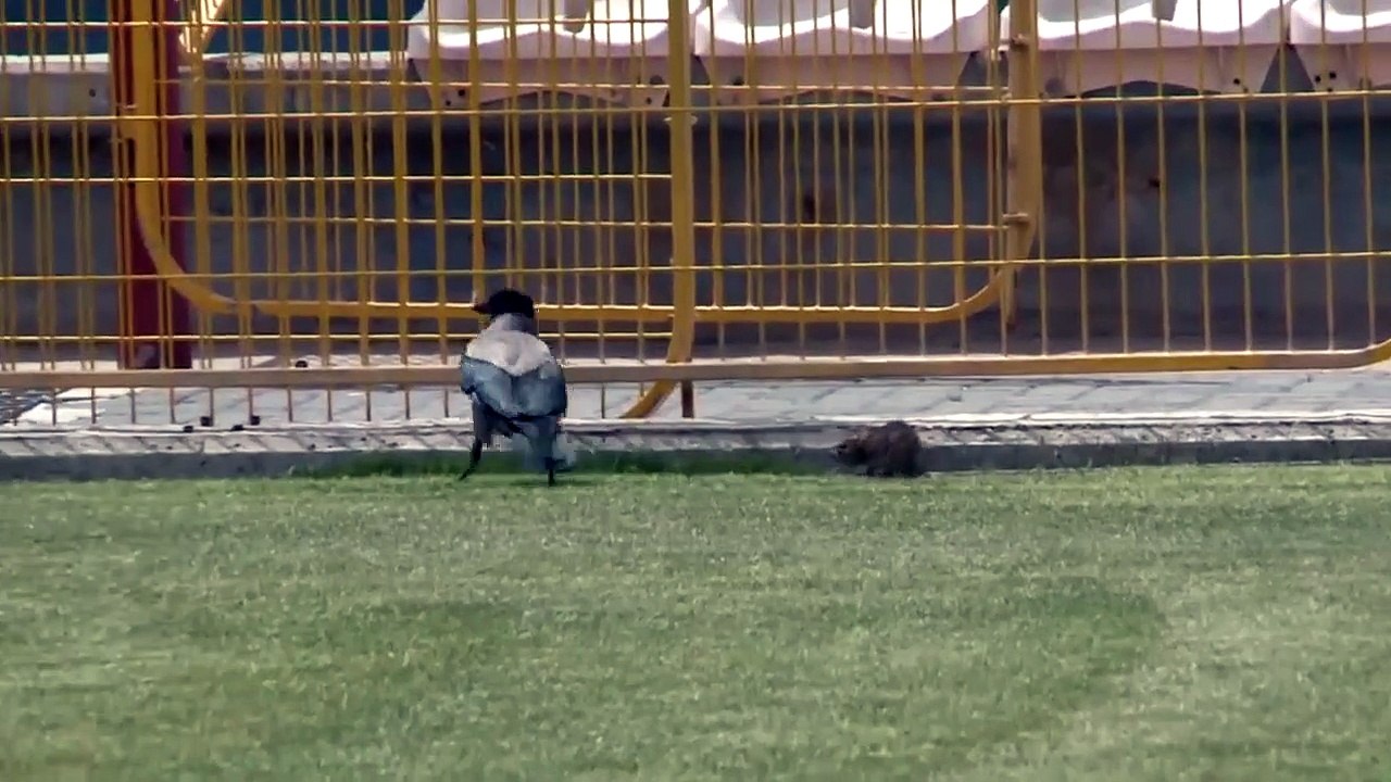 Oiseau vs rat
