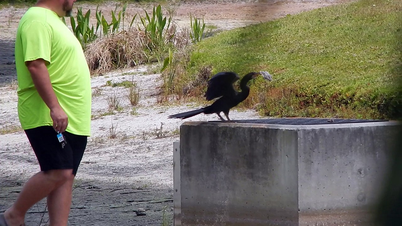 Florida Bird Rescue