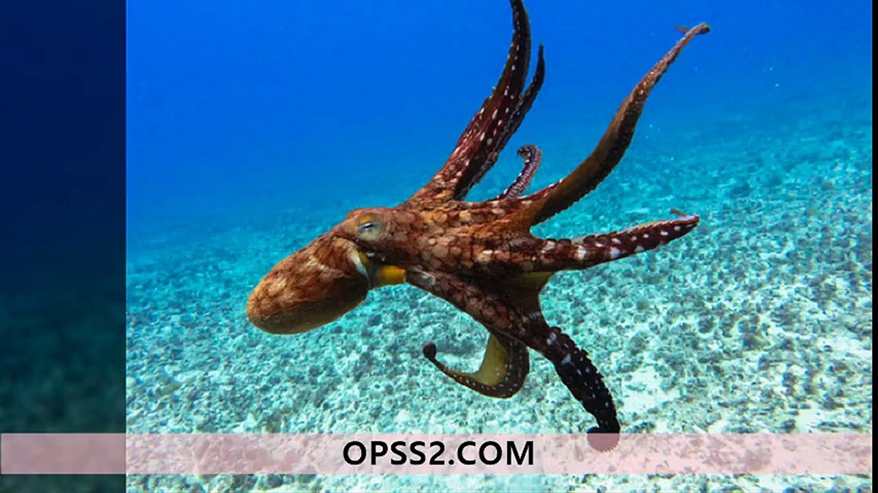 Octopus 강동오피 강동건마 오피쓰 OPSS2.COM