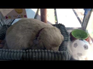 ✨ What's WRONG with this PUPPY?✨