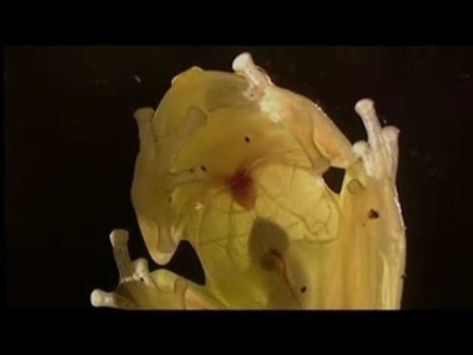 Les grenouilles des cimes