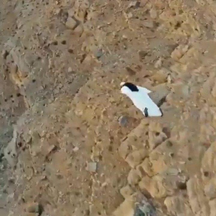 Human Flying