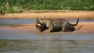 Leopard attack crocodile