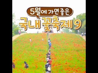 [9 Flower Festival On March In Korea] 5월에 가기 좋은 국내 꽃축제 9