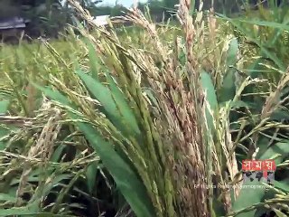 নীলফামারীতে ধানে ব্লাস্ট রোগের আক্রমণে দিশেহারা কৃষক