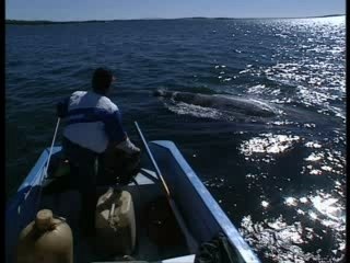 Voyage au pays des baleines