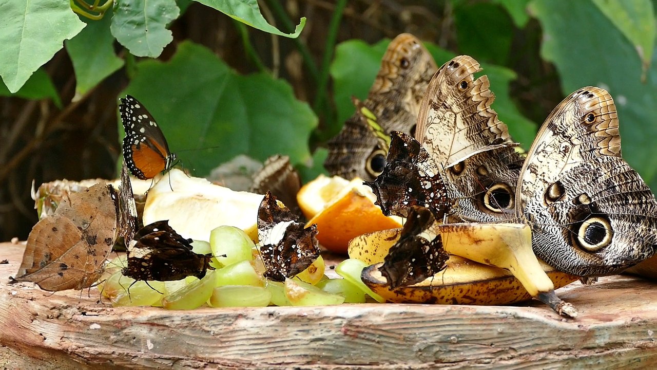 Fruits eating butterflies-Full HD released by NCV
