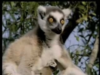 Les bébés animaux : les primates