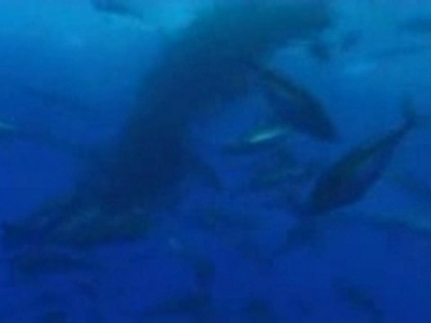Requins, les nettoyeurs du lagon