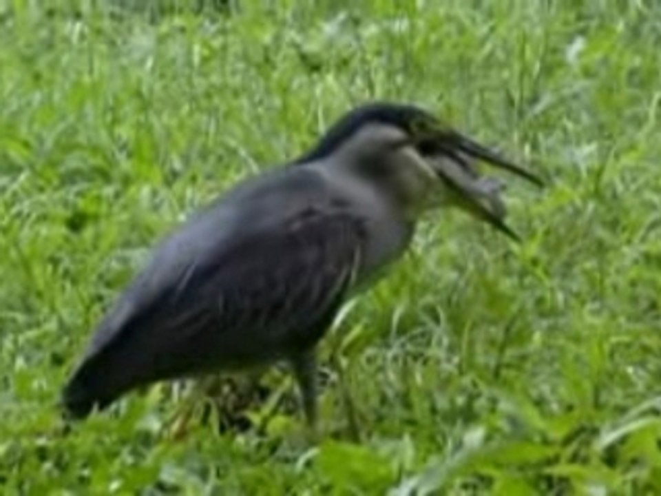 L'animal et l'outil
