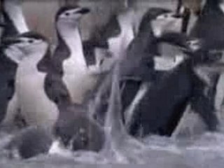 Le léopard de mer, seigneur des glaces