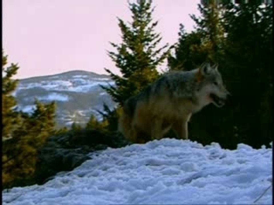 Le loup