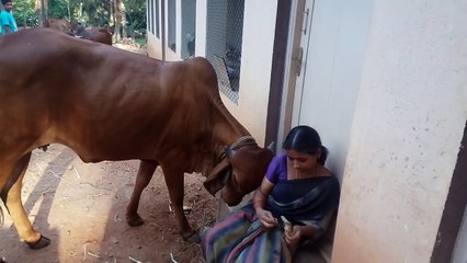 Lovable gir cow in 'SRI RAMA PRIYA' farm.