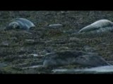 Pachapif, le phoque gris