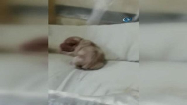 Yeni Doğan Köpek Anne Diye Bağırdı