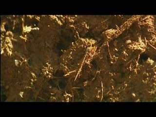 Conflits dans la jungle