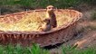 Cute meerkats -  how many fit into a sleeping nest-k5gFVx_99RE