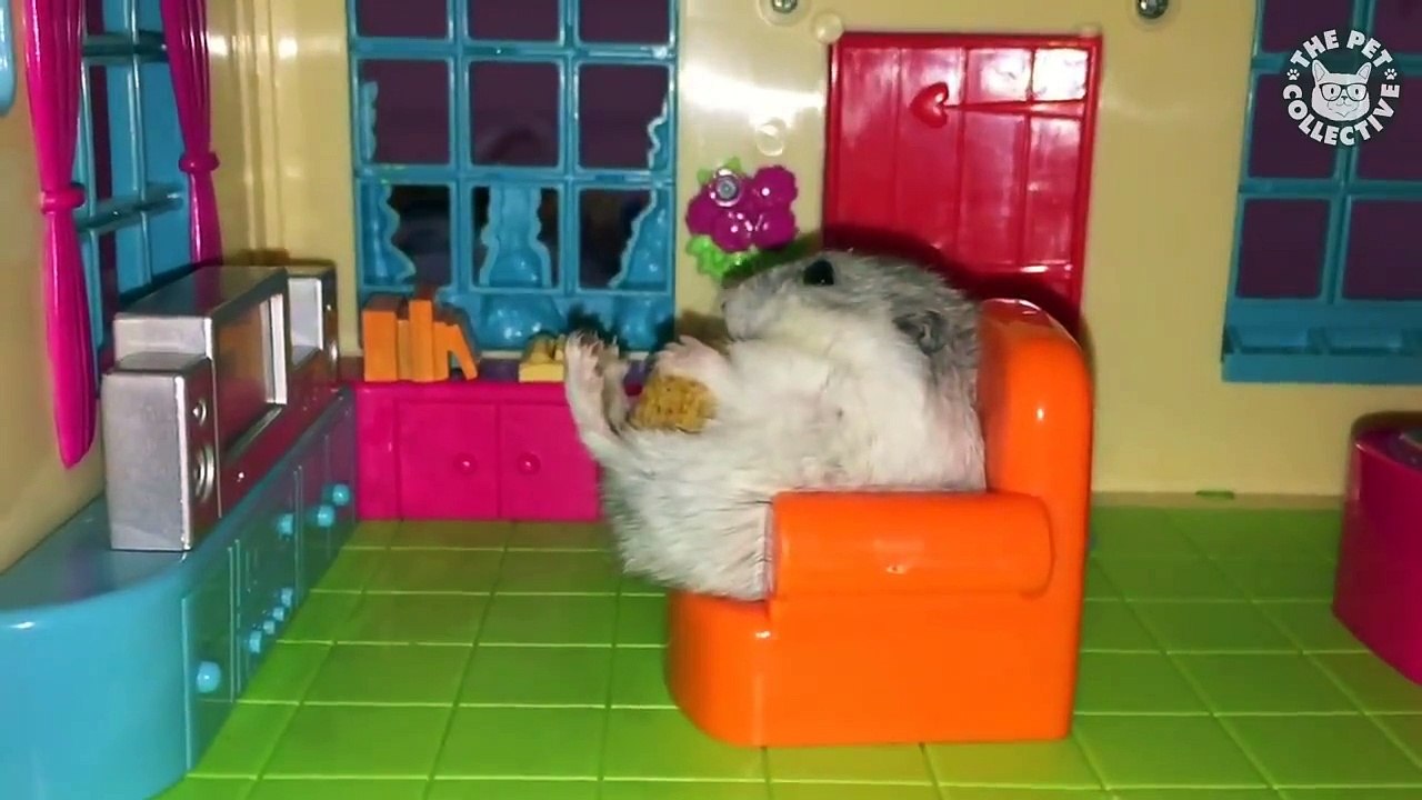 loyal hamsters video compilation 2017