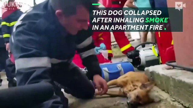 Firefighter performs CPR on dying dog-mpPSAsLXc0U