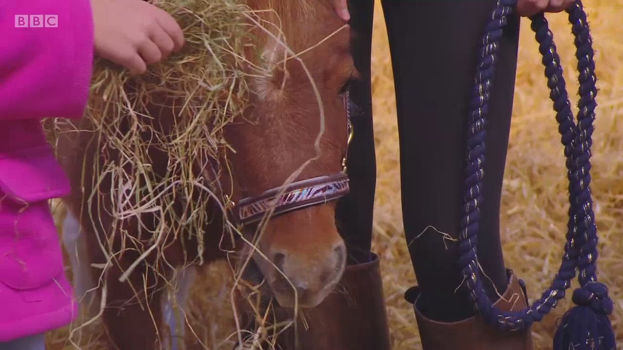 Something Special - S10E11. Animals