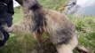 Cette marmotte adorable se lie d'amitié avec un photographe animalier...