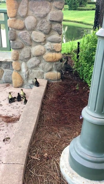 Ces canetons essaient de suivre maman canard mais c'est pas toujours facile