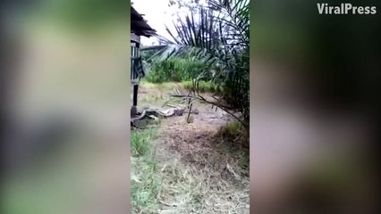 Ce python va regretter d'avoir avaler une chèvre...