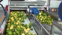 Fruit Juice Processing & Production Machine Technology