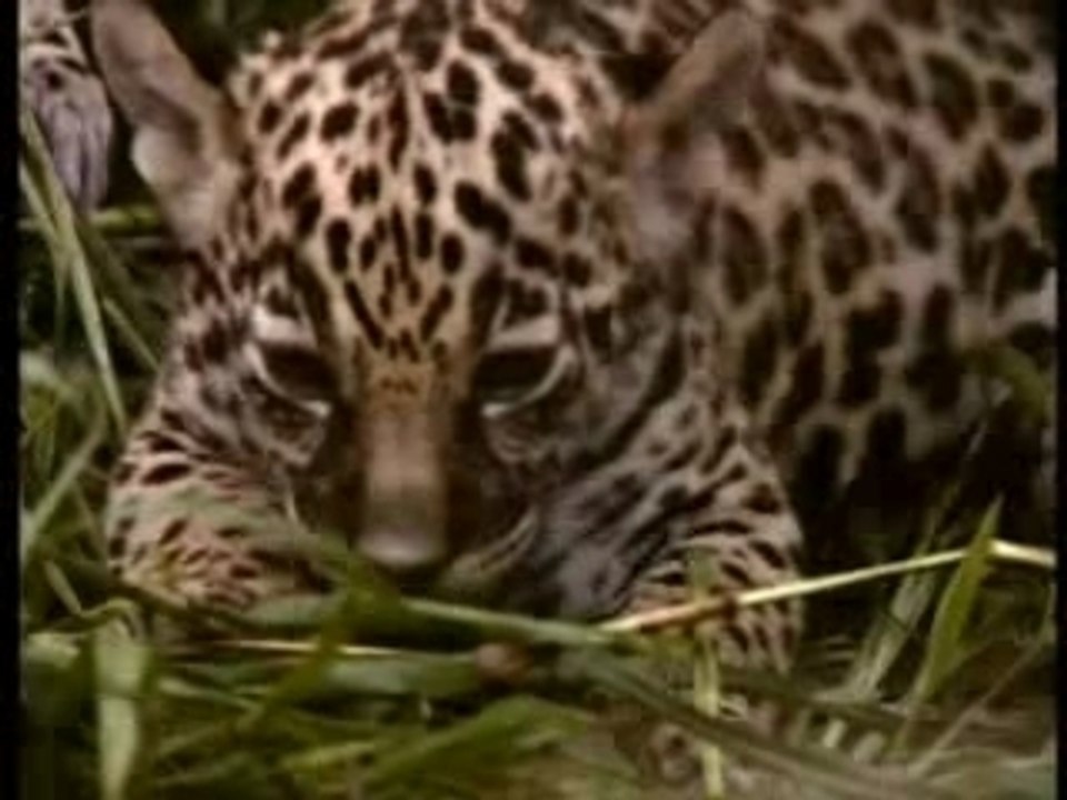Rüdolph et les jaguars