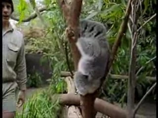Paul et les koalas